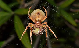 Close-up of Orange Barn Spider Eating Prey in Web