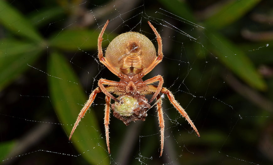 Close-up of Orange Barn Spider Eating Prey in Web