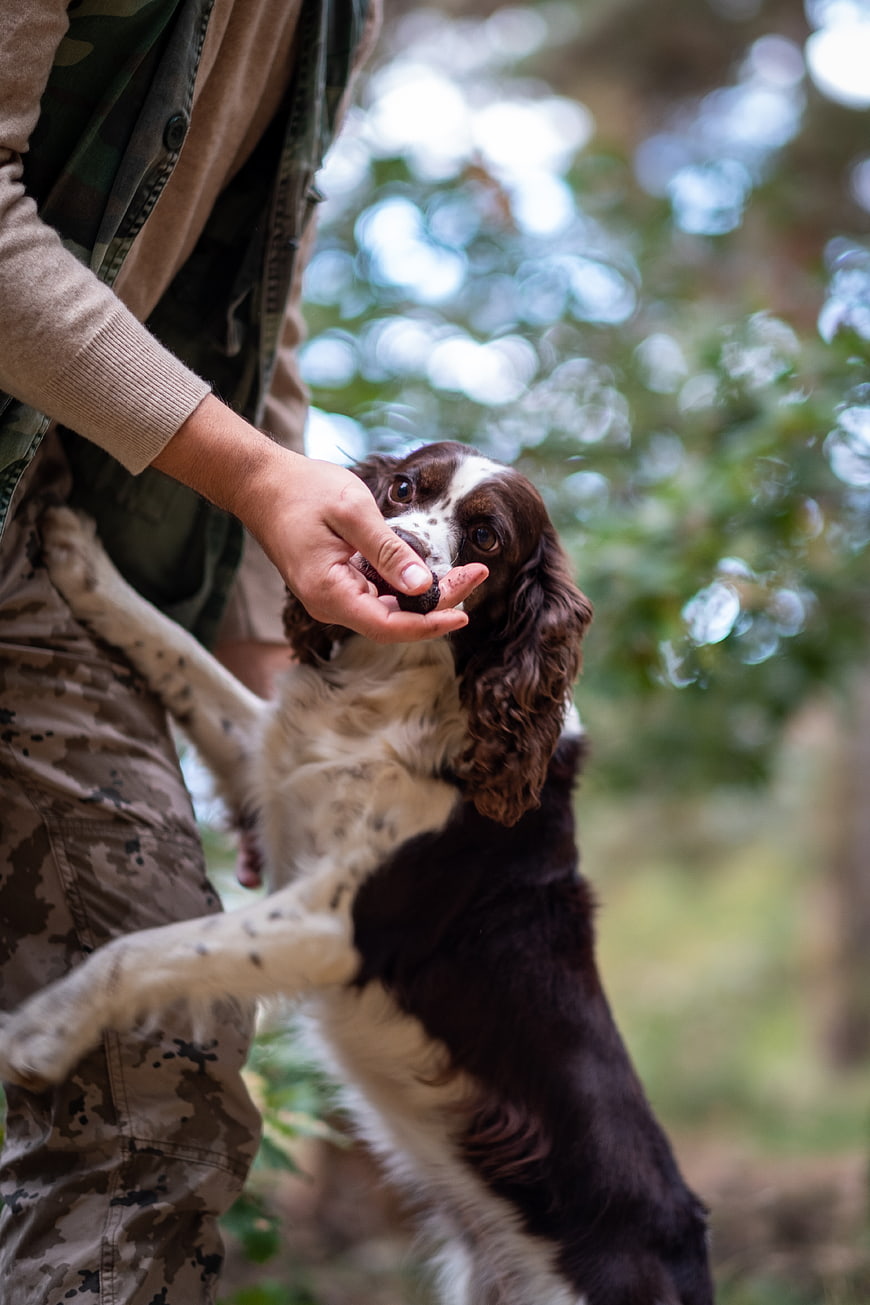 Spaniel dog receiving treat from hunter in forest