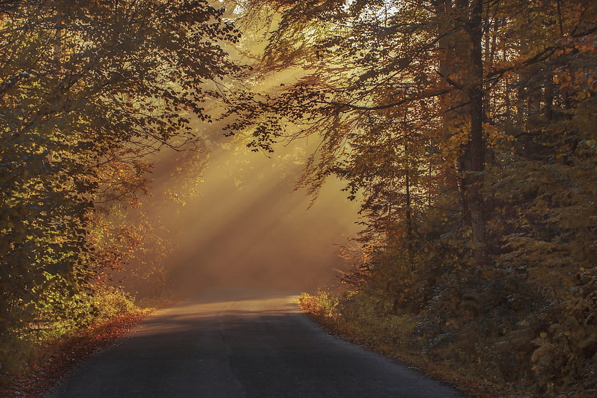 Sunbeams shining through misty autumn forest road