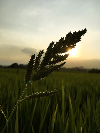 Silhouette of Rice Plant in Paddy Field at Sunset