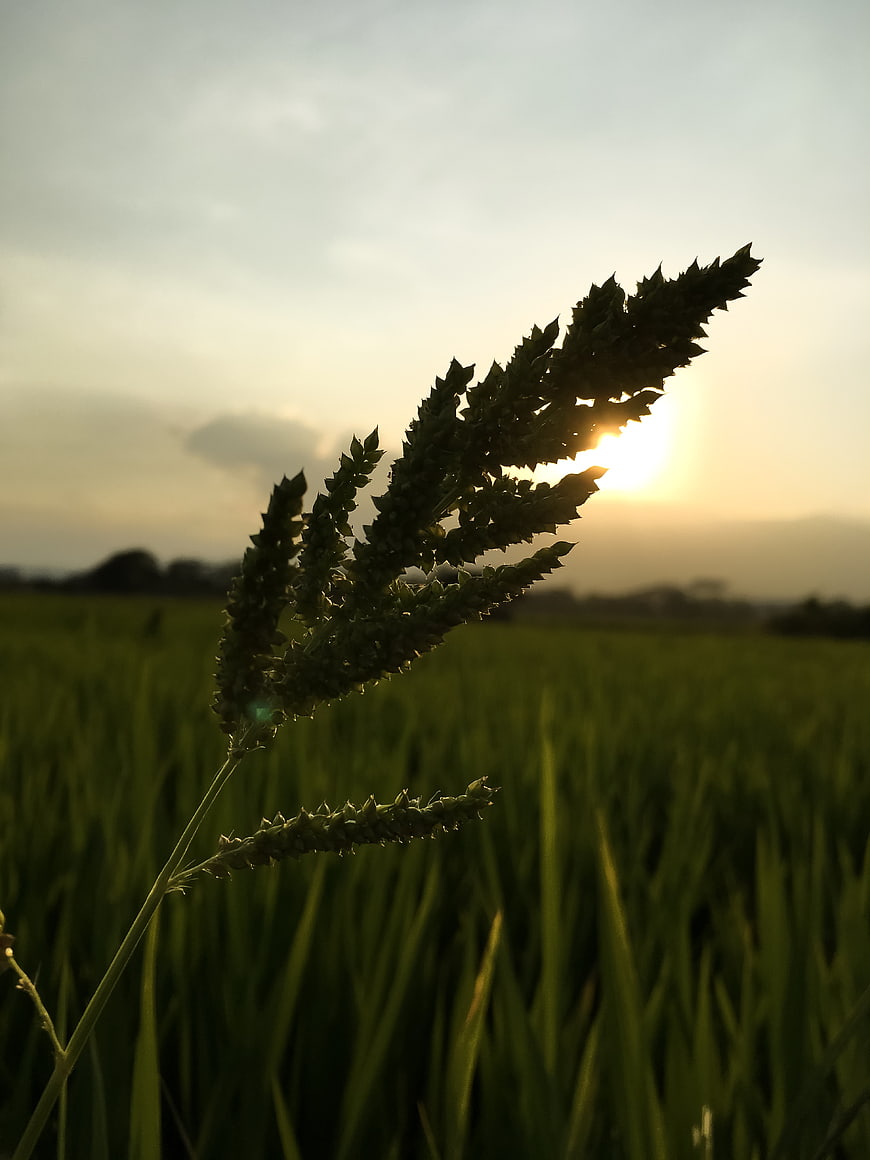 Silhouette of Rice Plant in Paddy Field at Sunset