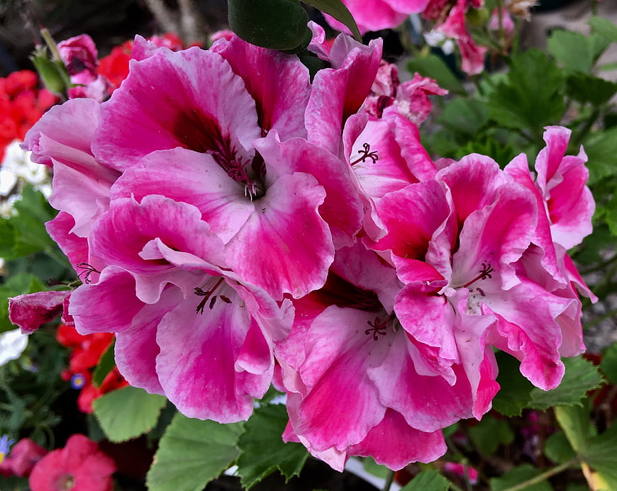 Close-up of vibrant pink and white striped geranium flowers