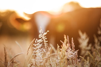 Golden hour close-up of wild grass with blurred cow silhouette