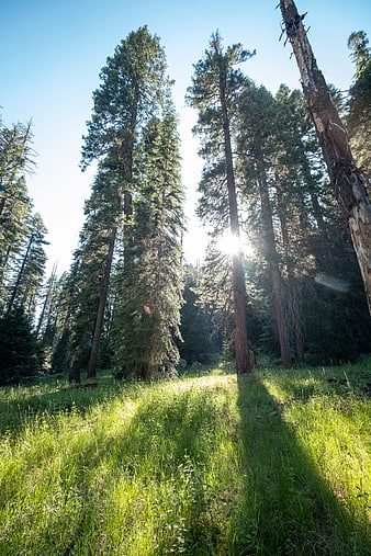 Sunlight streaming through tall pine trees in a green forest meadow