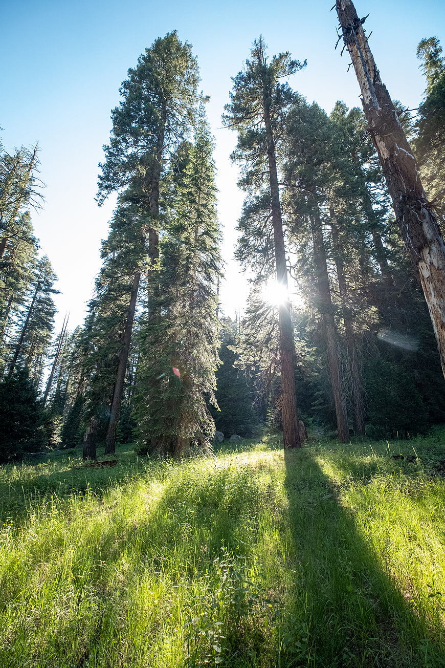 Sunlight streaming through tall pine trees in a green forest meadow