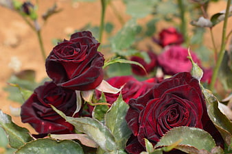 Deep red velvet roses blooming in a garden