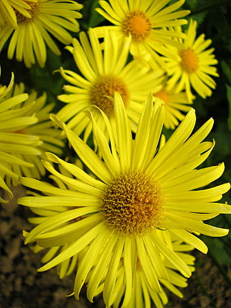 Close-up of bright yellow daisy flowers in a garden