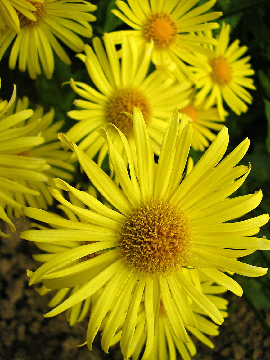 Close-up of bright yellow daisy flowers in a garden