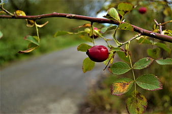 Close-up of red rose hip on branch with autumn leaves