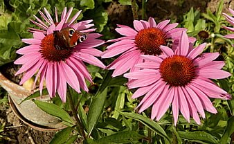 Pink Coneflowers with Butterfly and Bee in Garden