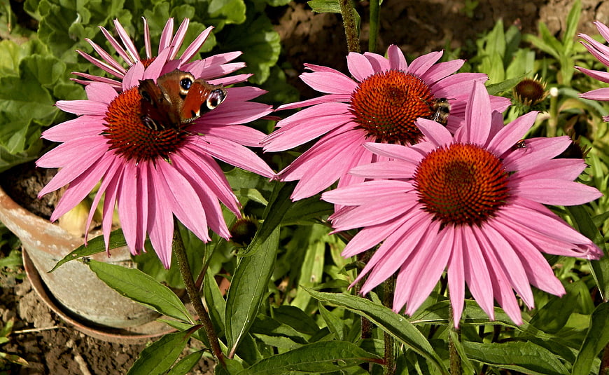 Pink Coneflowers with Butterfly and Bee in Garden