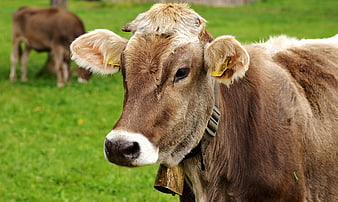 Close-up portrait of a brown cow with a bell in a green pasture