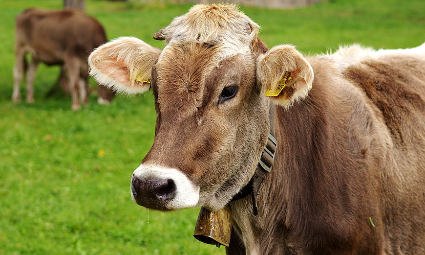 Close-up portrait of a brown cow with a bell in a green pasture
