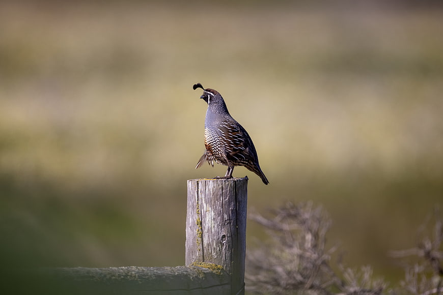 California Quail Perched on Wooden Fence Post