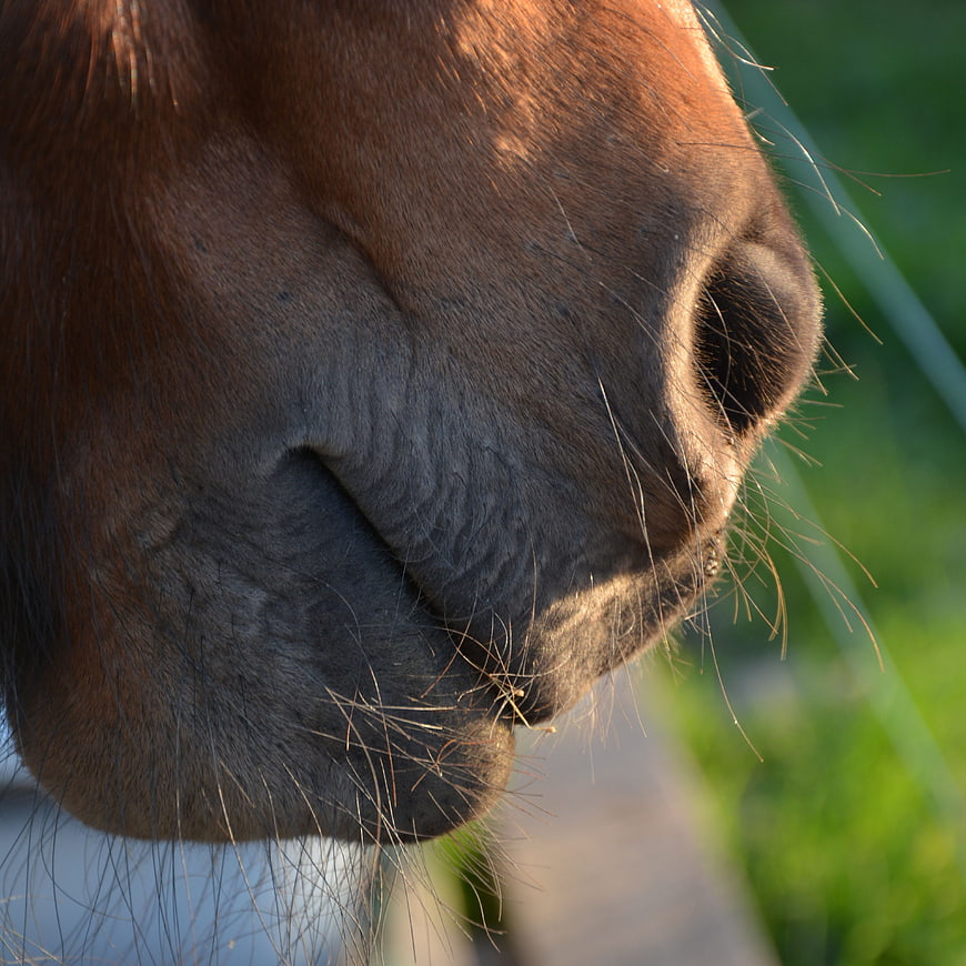 Close-up of a brown horse's muzzle and nose