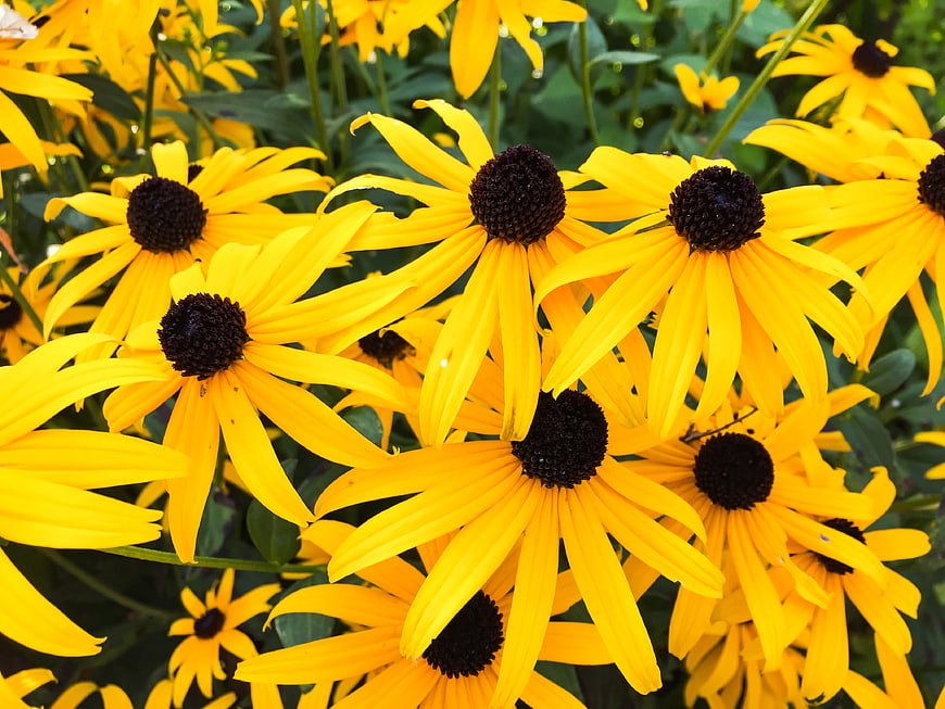 Vibrant Yellow Black-Eyed Susans in Full Bloom