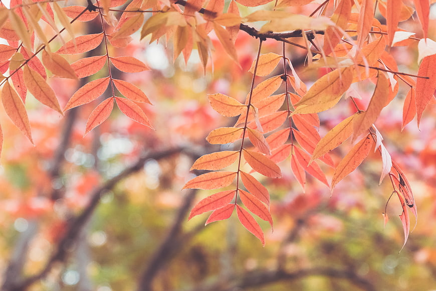 Close-up of vibrant orange autumn leaves with soft bokeh background