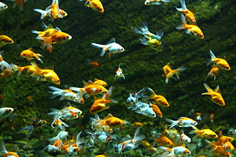 School of Goldfish Swimming in Dark Green Underwater Environment