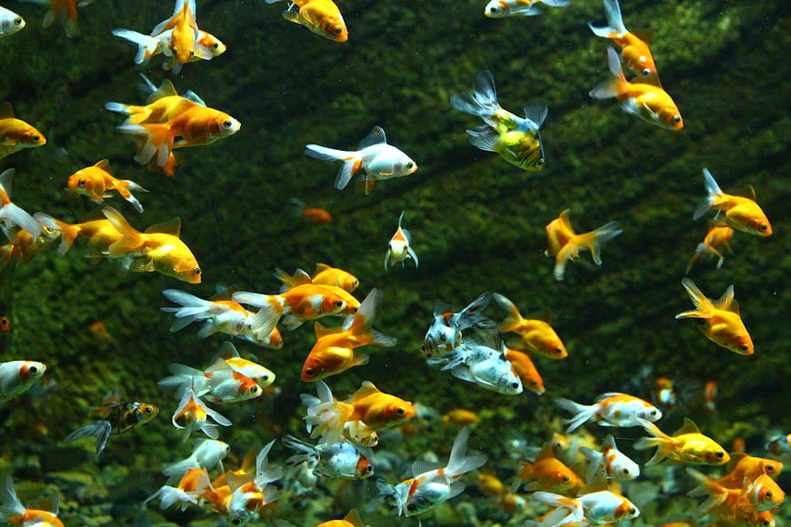 School of Goldfish Swimming in Dark Green Underwater Environment