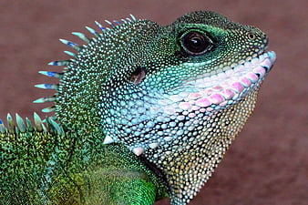 Close-up of a colorful male Chinese water dragon lizard head