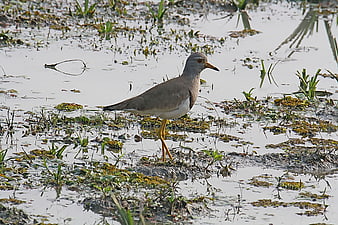 Grey-headed Lapwing standing in shallow wetland water