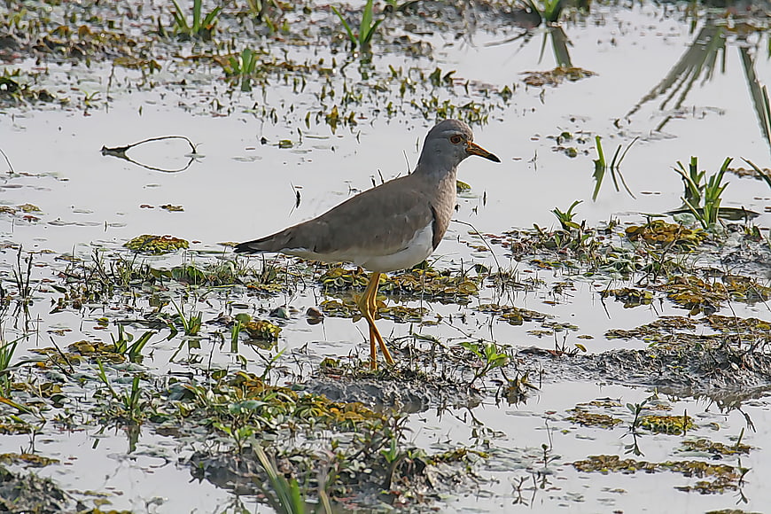 Grey-headed Lapwing standing in shallow wetland water