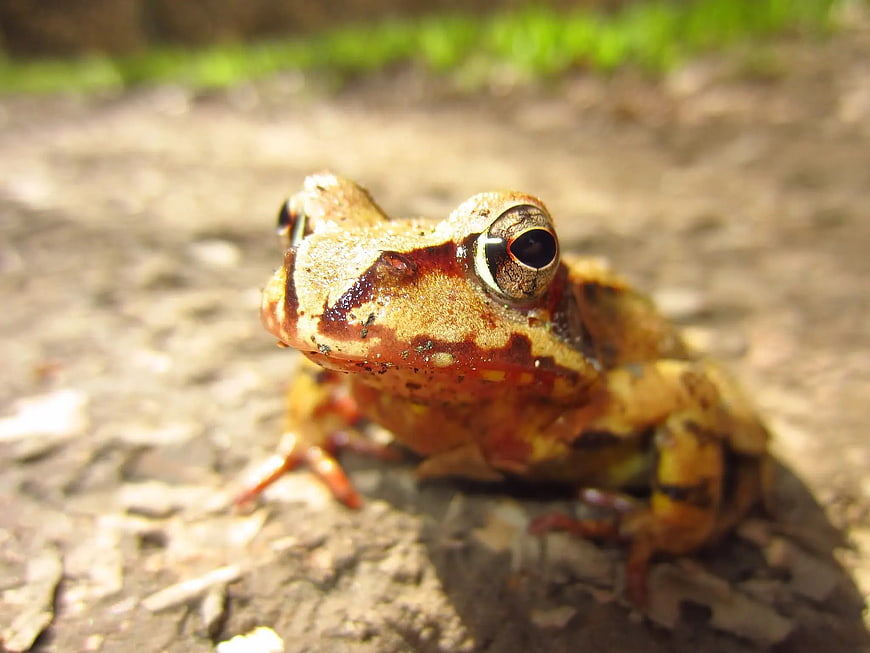 Close-up of Brown and Yellow Frog on Asphalt Road