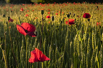 Red Poppies Blooming in a Golden Wheat Field at Sunset