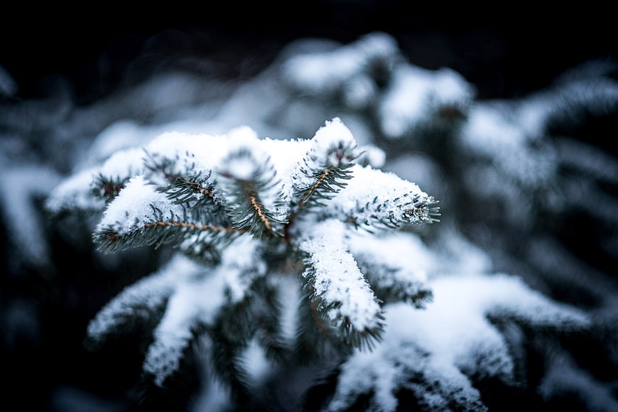 Close-up of Snowy Pine Branches in Winter Forest