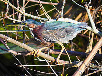 Green Heron Perched On Branch In Sunlight