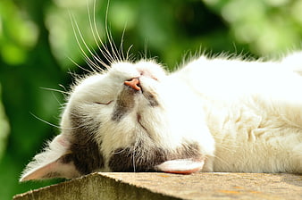 Close-up of a white cat sleeping peacefully in the sun
