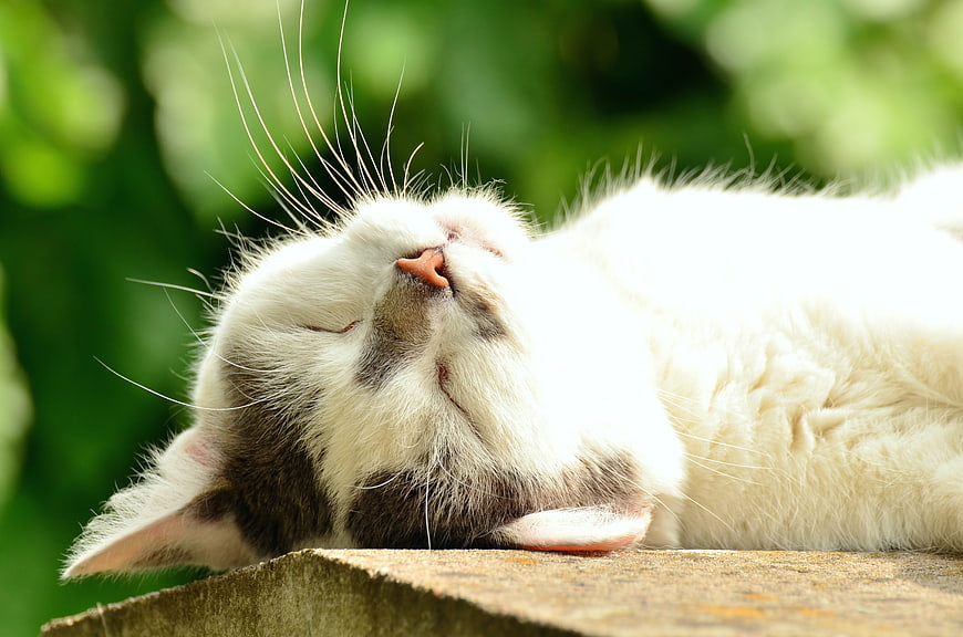 Close-up of a white cat sleeping peacefully in the sun