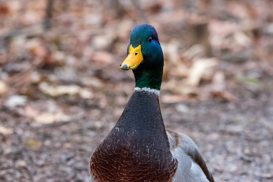 Close-up portrait of a male mallard duck in autumn forest