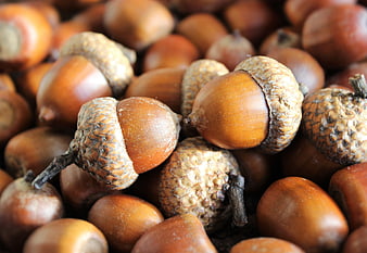 Close-up of a pile of brown acorns with textured caps