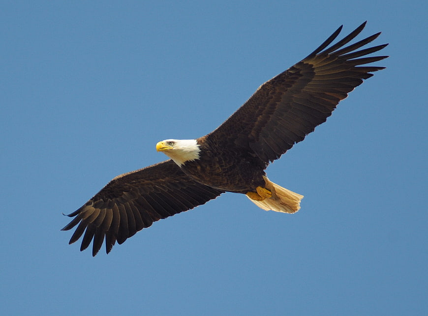 Bald Eagle Soaring Against Clear Blue Sky