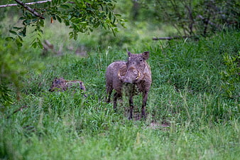 Warthog Standing in Tall Green Grass