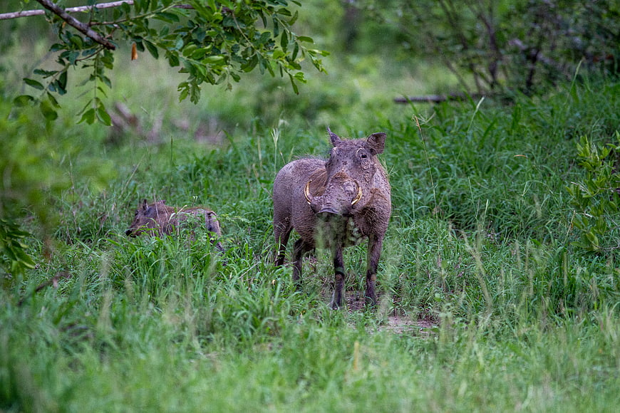Warthog Standing in Tall Green Grass