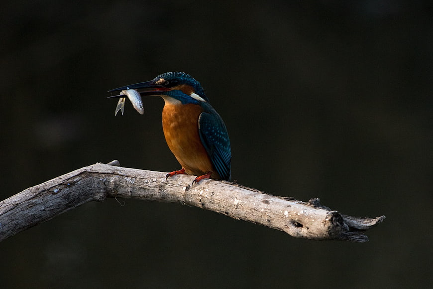 Kingfisher perched on branch holding small fish in beak