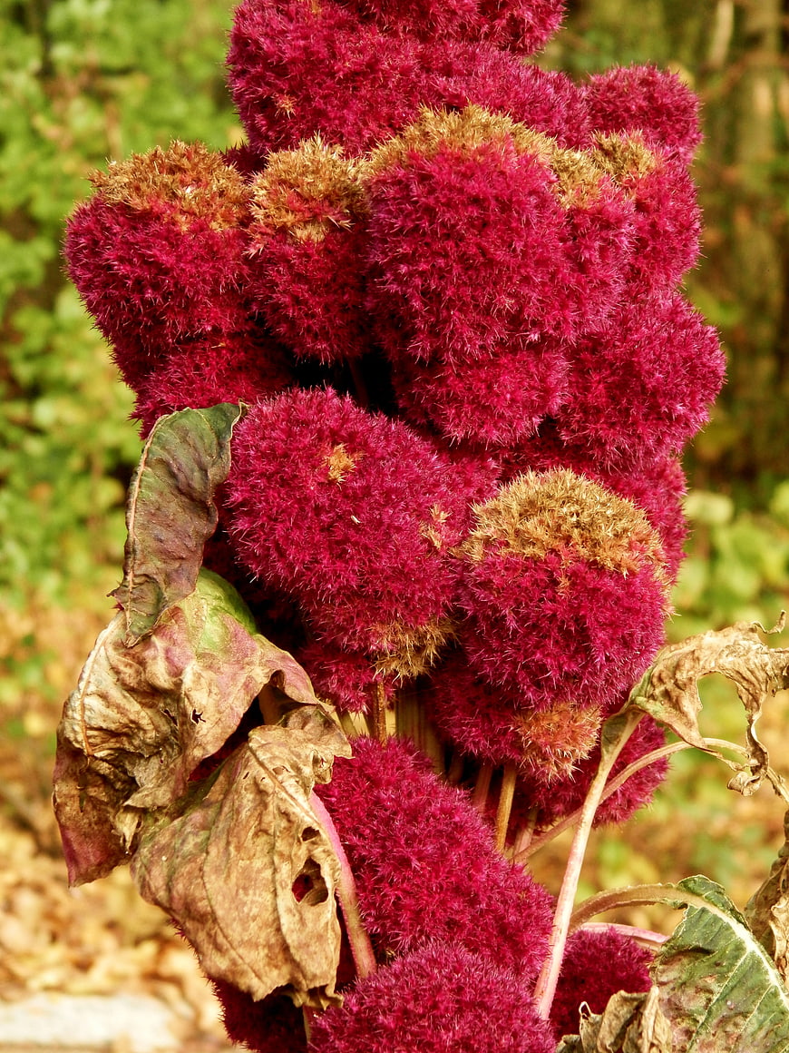 Vibrant Red Cockscomb Flower Close-Up