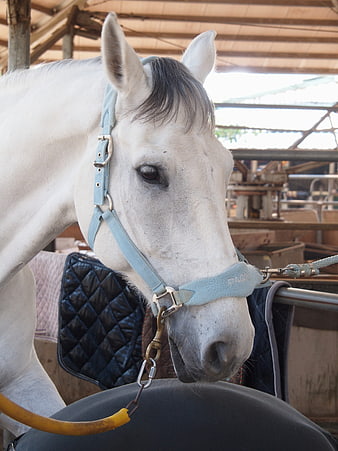 Close-up of a white horse head with blue halter in stable
