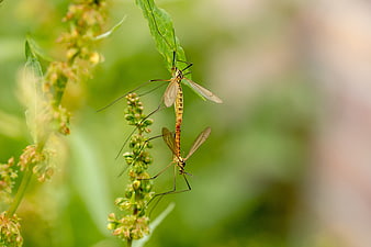 Two crane flies mating on a green plant stem