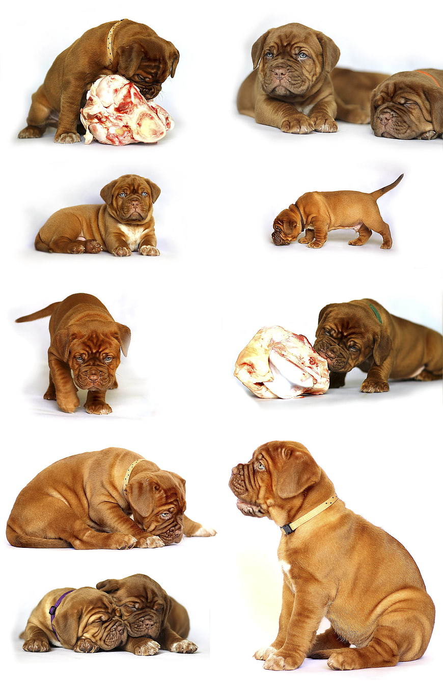 Cute brown Dogue de Bordeaux puppies on white background