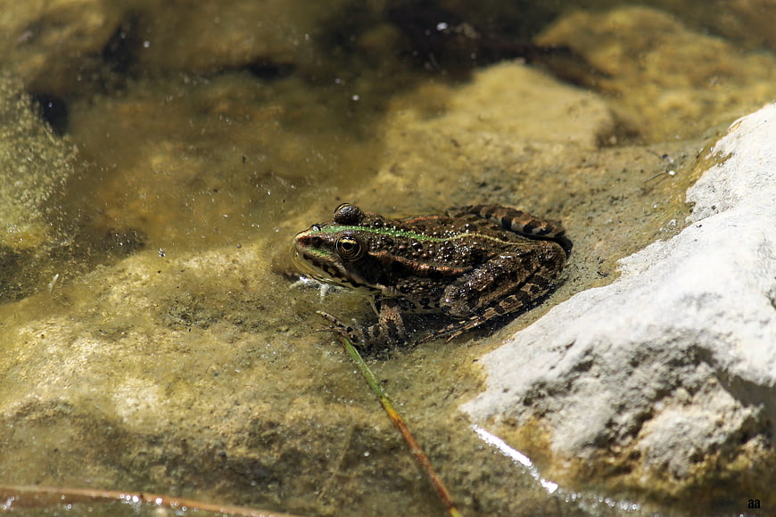 Green frog resting on rock in shallow stream water