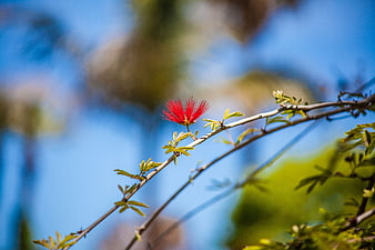 Red Calliandra Flower on Branch Against Blue Sky