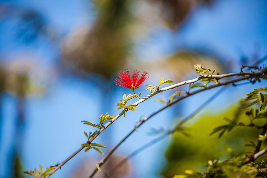 Red Calliandra Flower on Branch Against Blue Sky