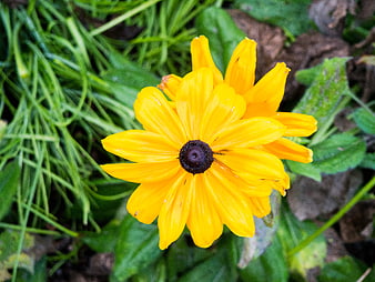 Close-up of a vibrant yellow black-eyed susan flower