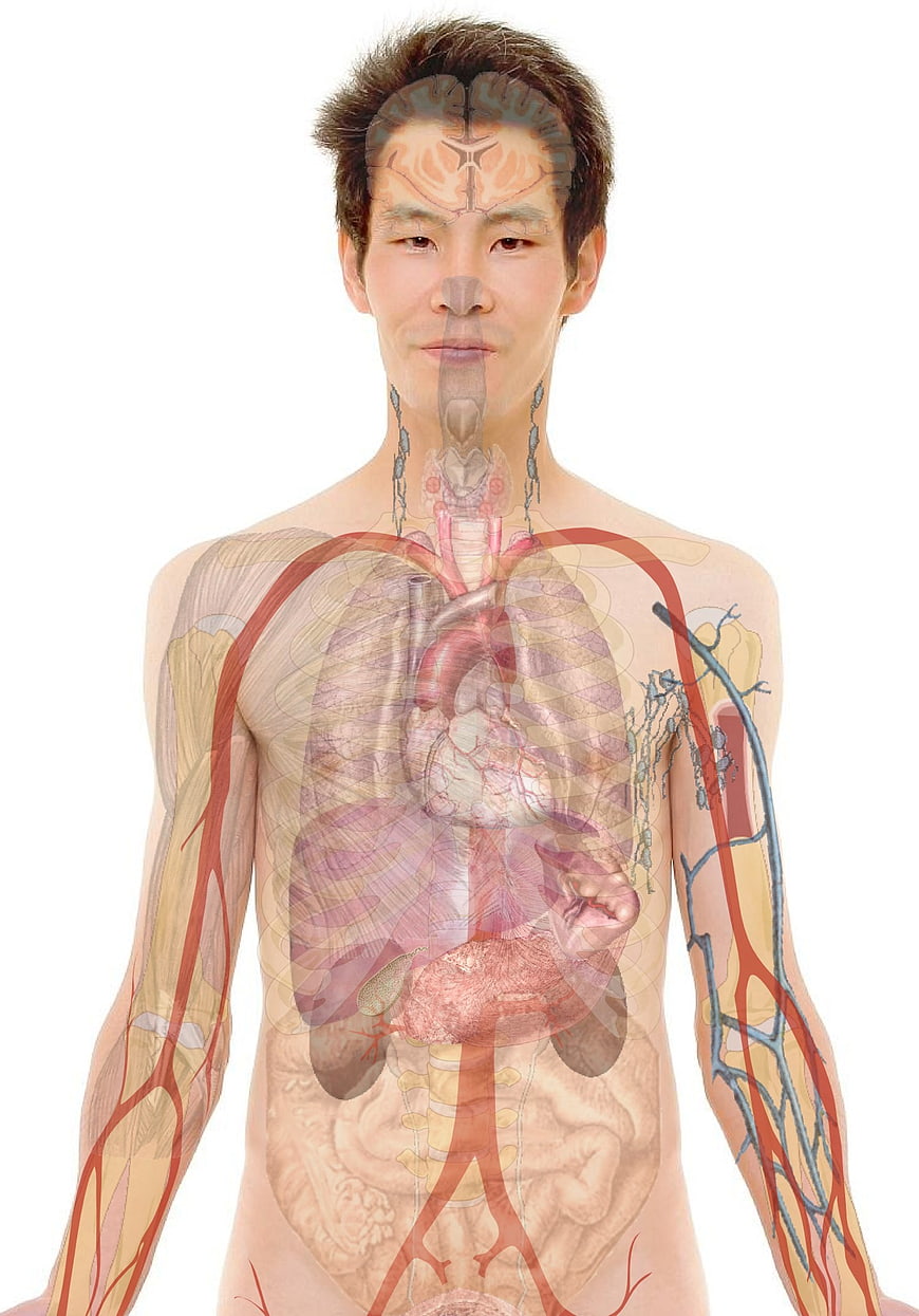 Male Anatomy Illustration with Internal Organs and Circulatory System