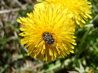 Close-up of a beetle on a yellow dandelion flower