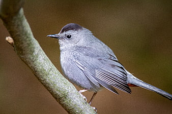 Tufted Titmouse perched on a mossy branch in a forest